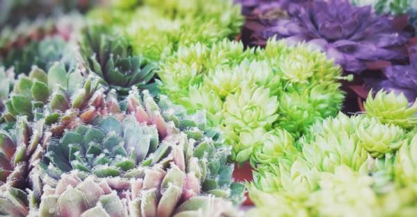 Rivieraflor (Surprise de Fleurs) - Switzerland - Too Good To Go